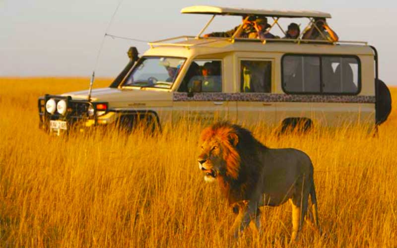 Join Group Sharing 5 Days Tanzania Safari 